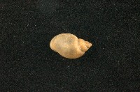 藏品(小椎實螺)的圖片